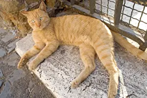 Ginger Cat Breeds Drucke: Cat - Ginger cat lying down on stone step