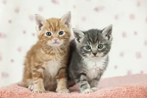 Ginger Cat Breeds Drucke: Cat - Ginger and Grey Tabby kittens