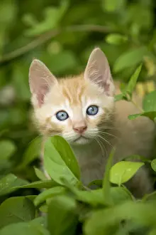 Cat Lover Home Decor Drucke: Cat - ginger kitten