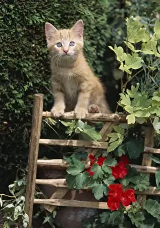 Personalized Pet Art Drucke: Cat Ginger Kitten on gate