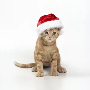 Katze Drucke: Katze namens Ginger kleiner Weihnachtshut trägt