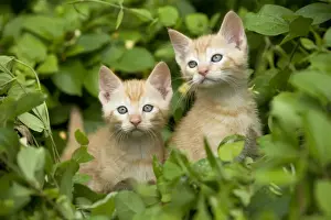 Ginger Kittens Drucke: Cat - two ginger kittens