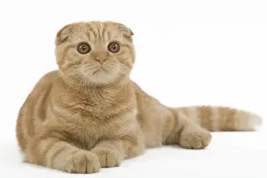 Katze - Münzfarben schottischer Falter im Studio
