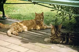 Ardea Wildlife Prints Drucke: Cat - Ginger & Tabby under bench in the shade