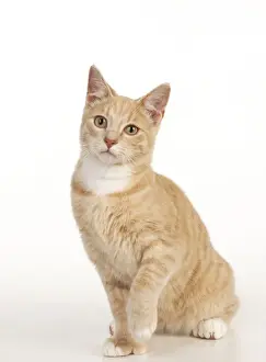 Cat Sitting Alone Drucke: CAT - Ginger tabby cat