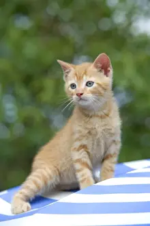 Jean Michel Labat Artist Drucke: Cat - ginger tabby kitten