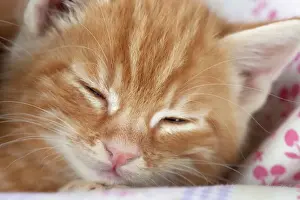 Drucke von JD-22829 Katze - Gelb Mähnen Kätzchen schlafen Hans-Joachim Daniels Verwandte Bilder Drucke: Katze - Orangefuchsiger Mäusekater schläft