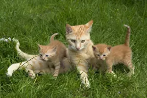 Tabby Cat Breeds Drucke: Cat - ginger tabby with two kittens