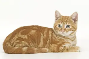 Tabby Cat Photography Drucke: Cat - ginger tabby in studio