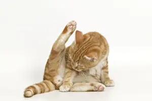 Indoor Pet Photoshoots Drucke: Cat - ginger tabby in studio washing