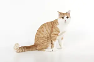 White Cat Breeds Drucke: CAT - Ginger and white cat