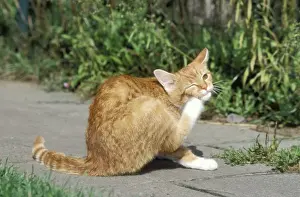 Johan De Meester Art Drucke: Cat Ginger & white cat, scratching