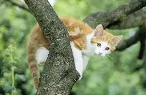 Johan De Meester Art Drucke: Cat - Ginger & White Kitten on tree