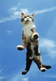 Domestic Cat Images Drucke: Cat On Glass