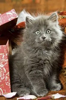 Feline Photography Prints Drucke: Cat - grey kitten