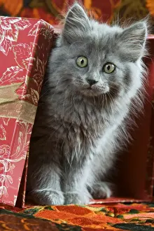 Feline Photography Art Drucke: Cat - grey kitten by present