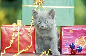 Johan De Meester Art Prints Drucke: Cat Grey kitten amongst presents