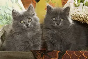 Ardea Wildlife Pets Environment Art Drucke: Cat - two Grey Kittens