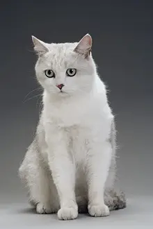 White Cat Drucke: Cat - grey / white in studio