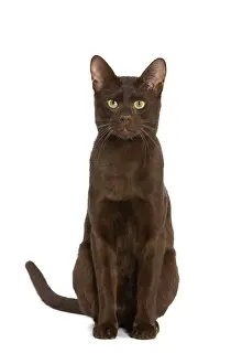 Katze - Havanna Braun im Studio