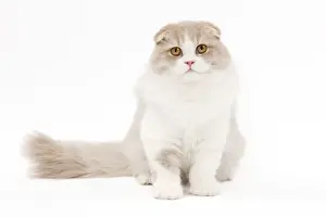 Scottish Fold Cat Drucke: Cat - Highland Fold in studio