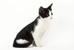 Mammal Pets At Home Drucke: Cat - kiten 9 weeks old