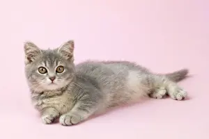 John Daniels Wildlife Photographer Drucke: Cat - kitten 12 weeks old