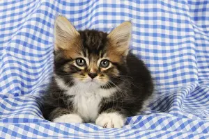 Blue Eyed Kittens Drucke: Cat. Kitten