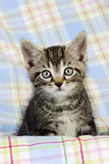 Gerahmter Druck : Katze, Katzenkitty (7 Wochen alt) Gerahmter Druck : Katze, Katzenkitty (7 Wochen alt)