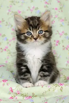 Katze, Katzenkitty (7 Wochen alt)