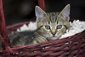 Mammal Pet Photography Drucke: Cat - kitten in basket