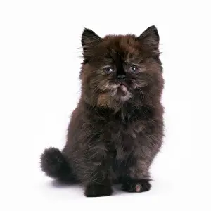 Pet Photography Prints Drucke: Cat - kitten with Cat Flu