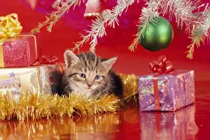 Christmas Cat Drucke: Cat - kitten under Christmas tree