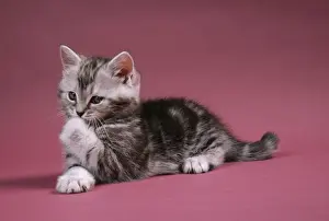 Cat Grooming Drucke: Cat Kitten cleaning itself