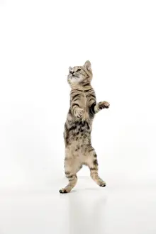 Tabby Kitten Pictures Drucke: CAT - Kitten jumping