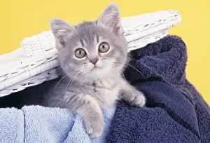 Cat Photography Prints Drucke: Cat - Kitten in laundry basket