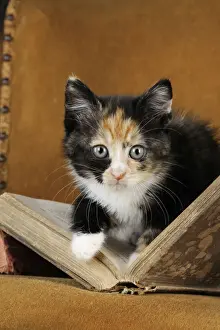 Mammals As Pets Images Drucke: Cat - Kitten with old book