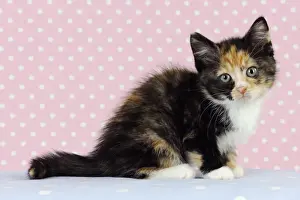 Cat Pictures Drucke: Cat - Kitten on pink background
