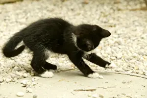 Pet Photography Art Drucke: Cat Kitten playing