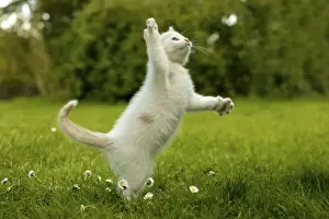 Katze Katzenkind spielt im Gras