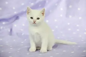 Pet Mammal Drucke: CAT. Kitten sitting down
