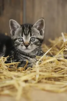 Pet Mammal Drucke: CAT. Kitten sitting in straw