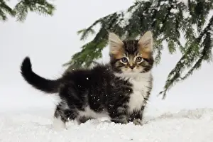 Cute Kitten Photos Drucke: CAT. Kitten in snow