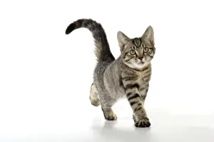 Domestic Cat Photos Drucke: Cat - kitten stretching