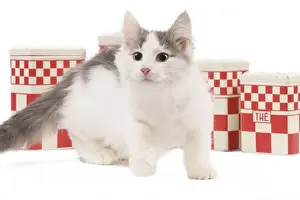 White Background Cat Photos Drucke: Cat - kitten in studio