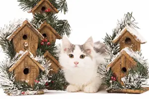 Katze - Katzenkiste im Studio mit weihnachtlichen Vogelboxen