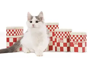 Studio Cat Photography Ideas Drucke: Cat - kitten in studio with kitchen containers