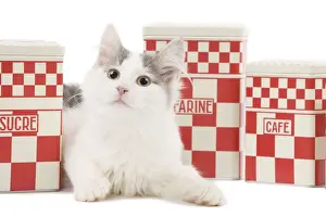 White Background Cat Pictures Drucke: Cat - kitten in studio with red & white kitchen containers
