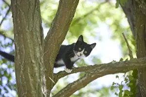 Jean Michel Labat Art Prints Drucke: Cat Kitten in tree