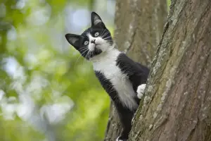 Katze Katzenkiste im Baum